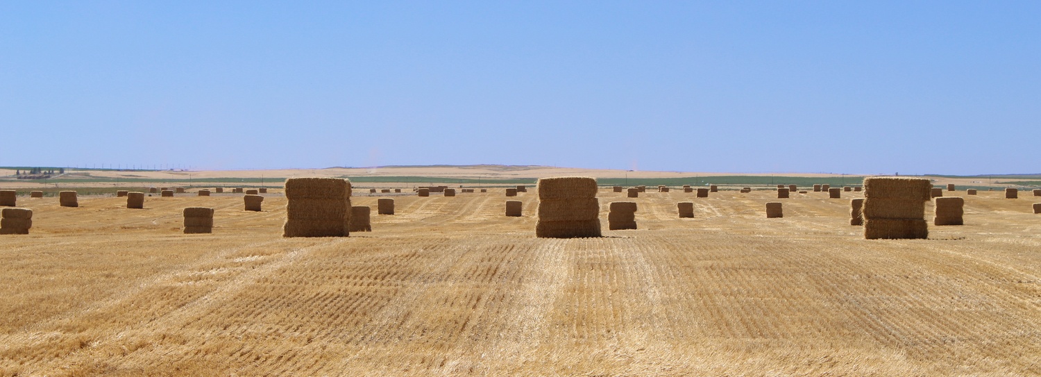 Harvested hay field with hay bales