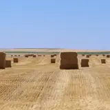 Harvested hay field with hay bales