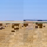 Harvested hay field with hay bales